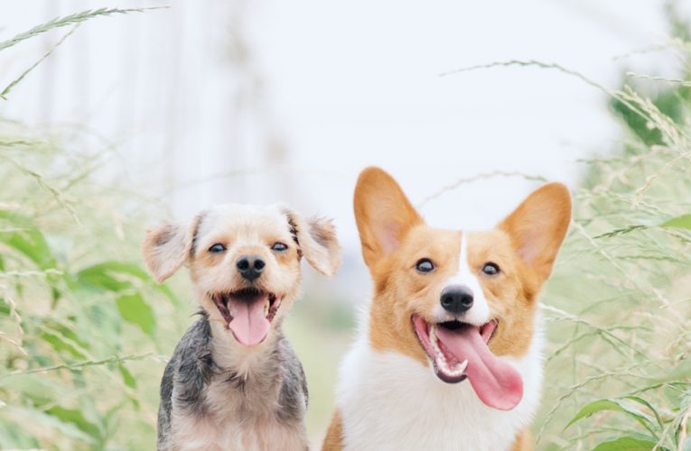Preventing Home Dog Fights in Sublet